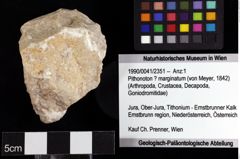 Foto (Objket + Etiketten) von Pithonoton ? marginatum (von Meyer, 1842) 